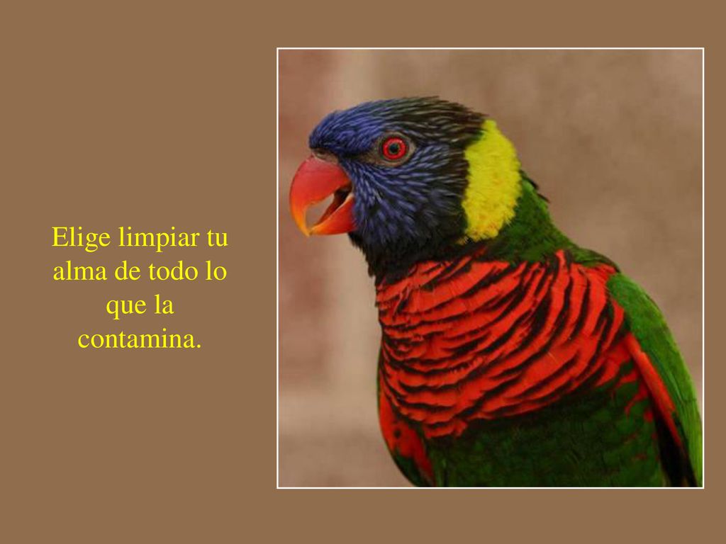 Elige limpiar tu alma de todo lo que la contamina.