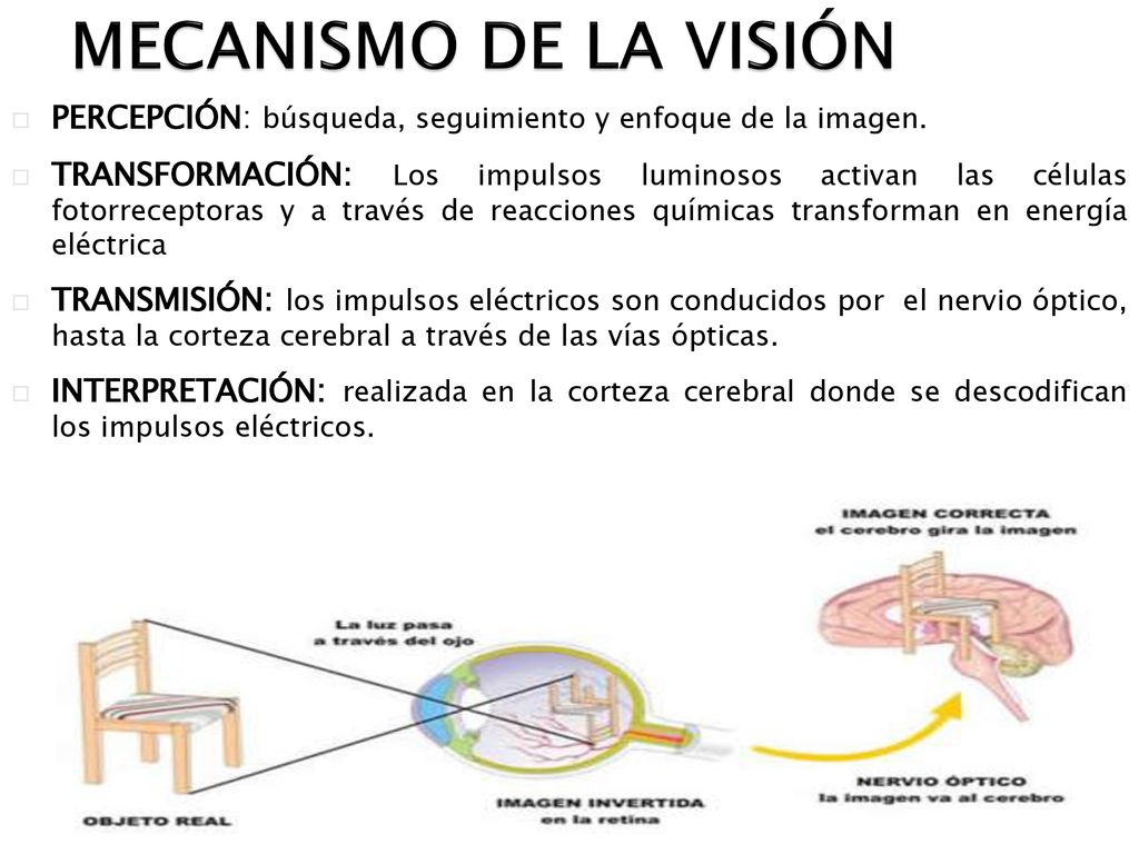 MECANISMO DE LA VISIÓN PERCEPCIÓN: búsqueda, seguimiento y enfoque de la imagen.