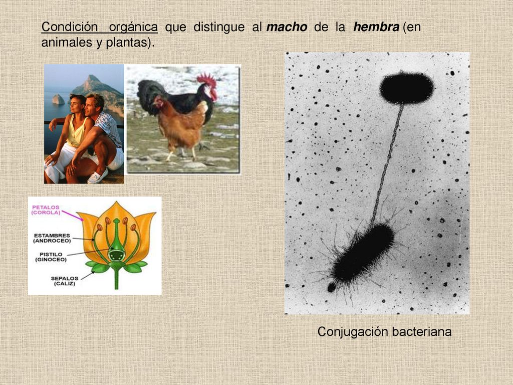 Condición orgánica que distingue al macho de la hembra (en animales y plantas).