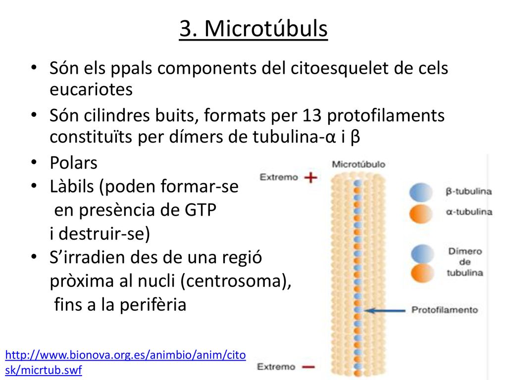 3. Microtúbuls Són els ppals components del citoesquelet de cels eucariotes.
