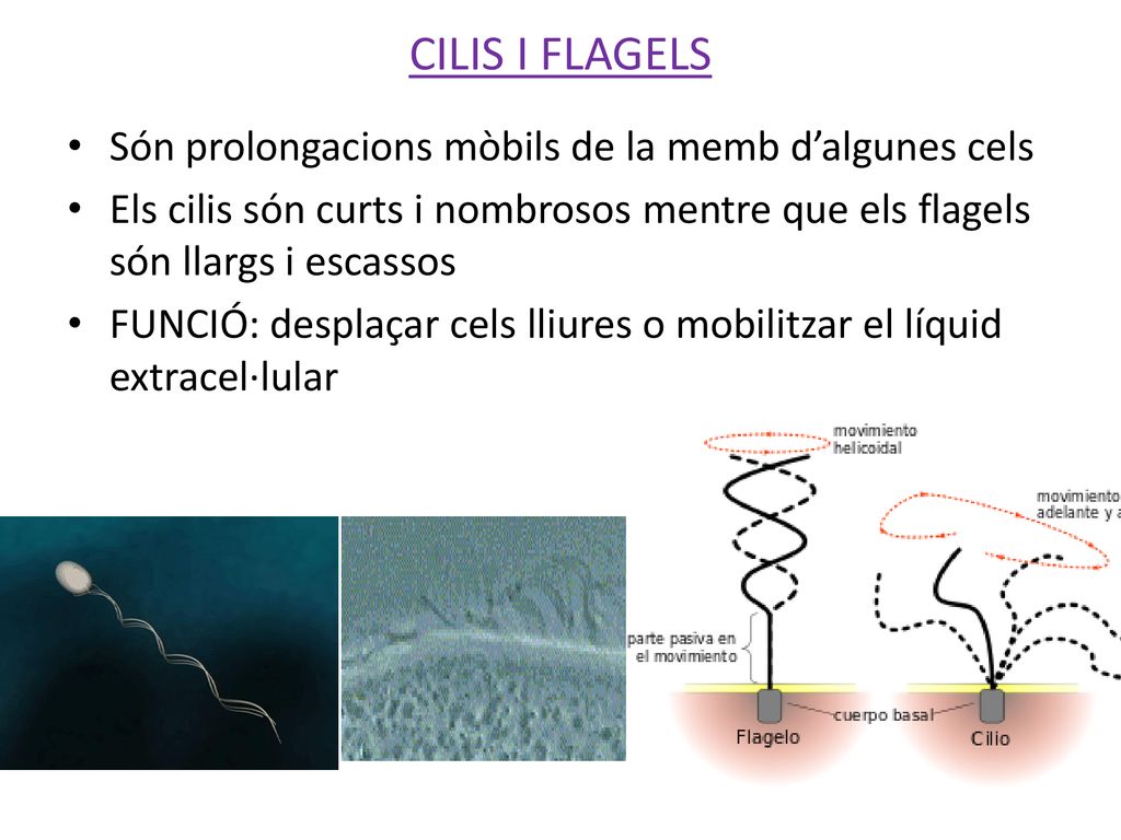 CILIS I FLAGELS Són prolongacions mòbils de la memb d’algunes cels