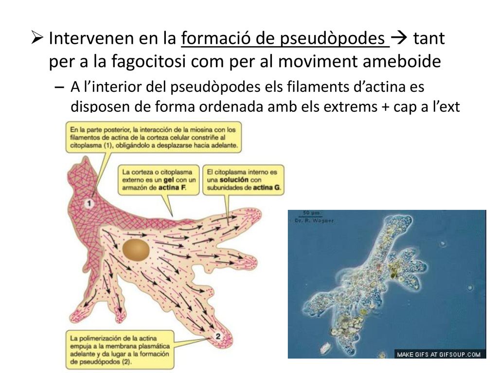 Intervenen en la formació de pseudòpodes  tant per a la fagocitosi com per al moviment ameboide