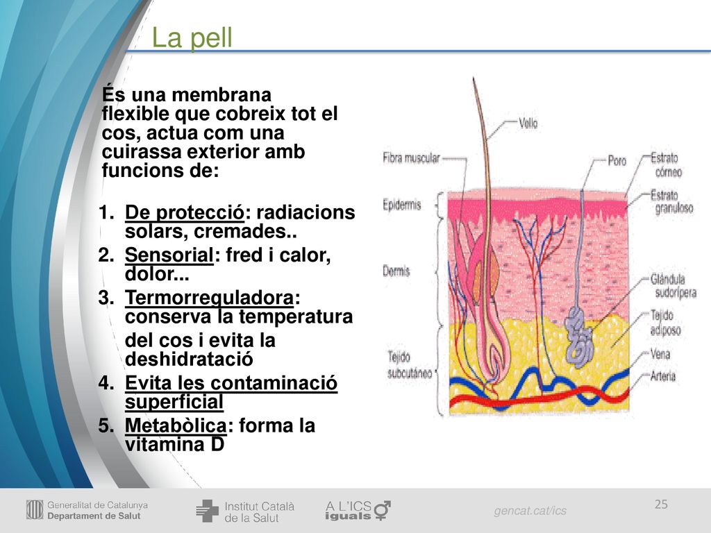 La pell És una membrana flexible que cobreix tot el cos, actua com una cuirassa exterior amb funcions de: