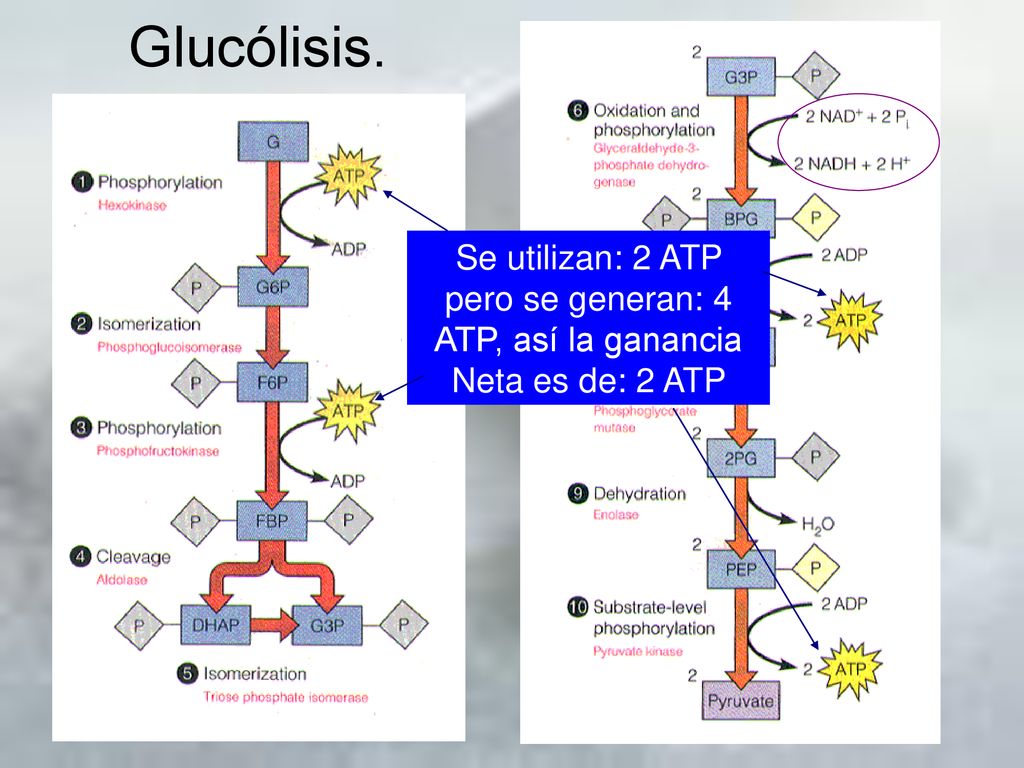 Glucólisis. Se utilizan: 2 ATP pero se generan: 4 ATP, así la ganancia Neta es de: 2 ATP