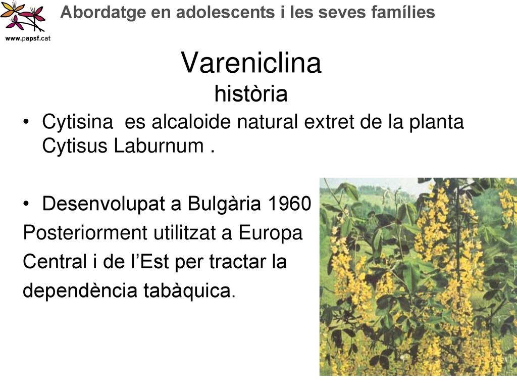 Vareniclina història Cytisina es alcaloide natural extret de la planta Cytisus Laburnum . Desenvolupat a Bulgària