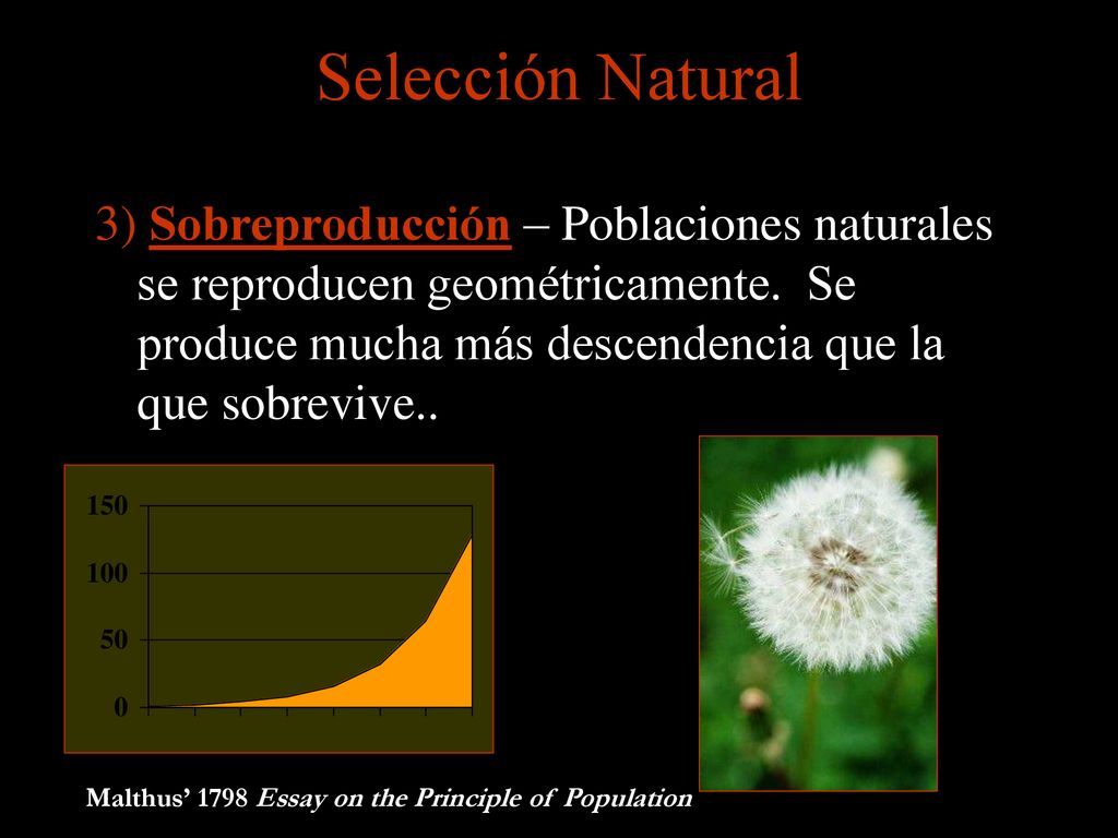 Selección Natural 3) Sobreproducción – Poblaciones naturales se reproducen geométricamente. Se produce mucha más descendencia que la que sobrevive..
