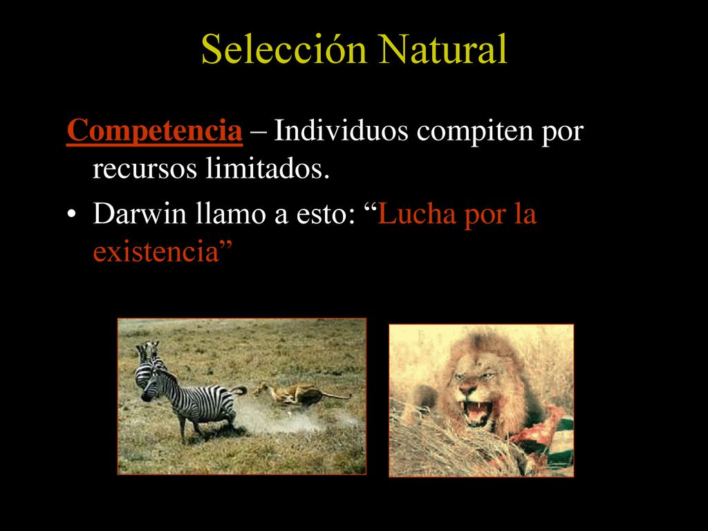 Selección Natural Competencia – Individuos compiten por recursos limitados.