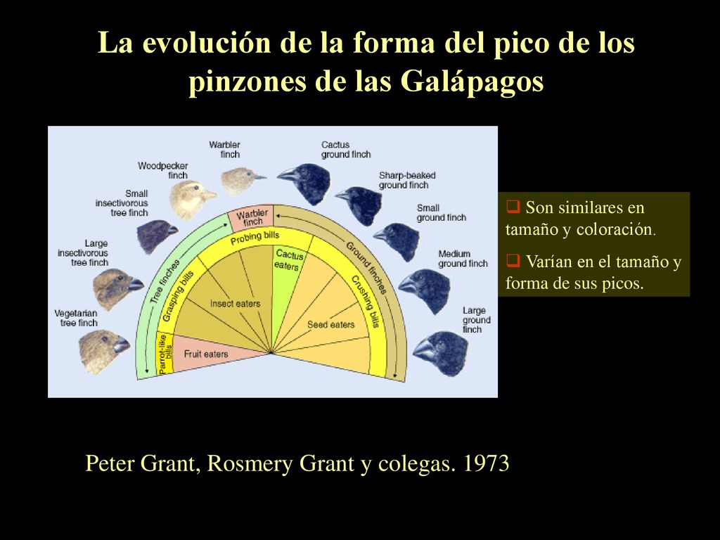 La evolución de la forma del pico de los pinzones de las Galápagos