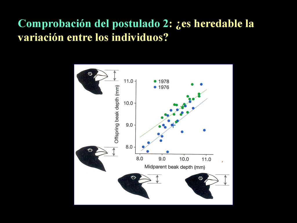 Comprobación del postulado 2: ¿es heredable la variación entre los individuos