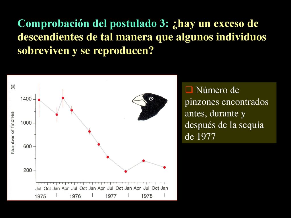 Comprobación del postulado 3: ¿hay un exceso de descendientes de tal manera que algunos individuos sobreviven y se reproducen
