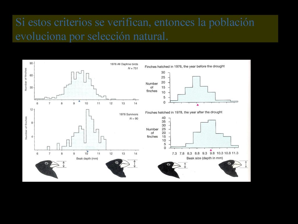 Si estos criterios se verifican, entonces la población evoluciona por selección natural.