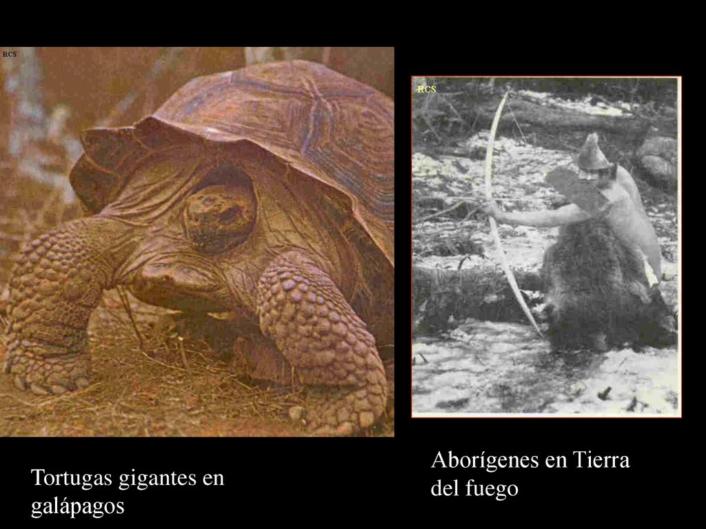 Aborígenes en Tierra del fuego Tortugas gigantes en galápagos