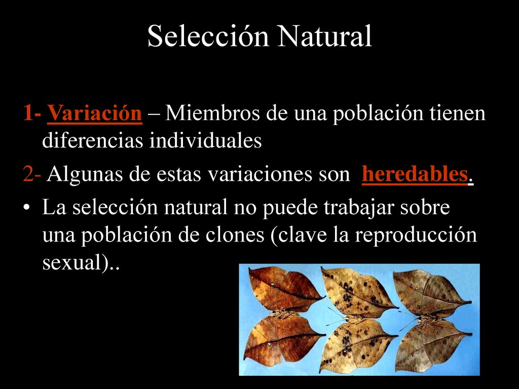 Selección Natural 1- Variación – Miembros de una población tienen diferencias individuales. 2- Algunas de estas variaciones son heredables.
