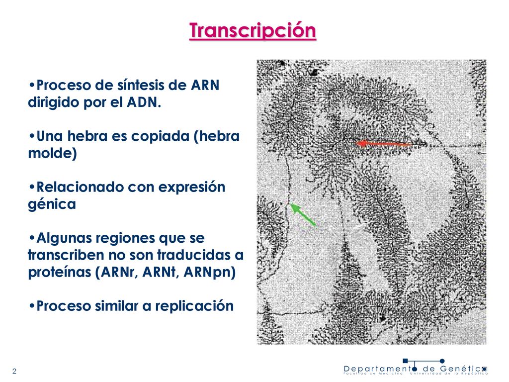 Transcripción Proceso de síntesis de ARN dirigido por el ADN.