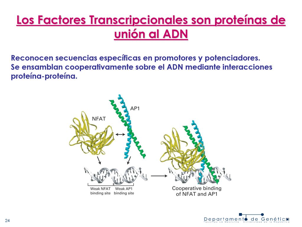 Los Factores Transcripcionales son proteínas de unión al ADN