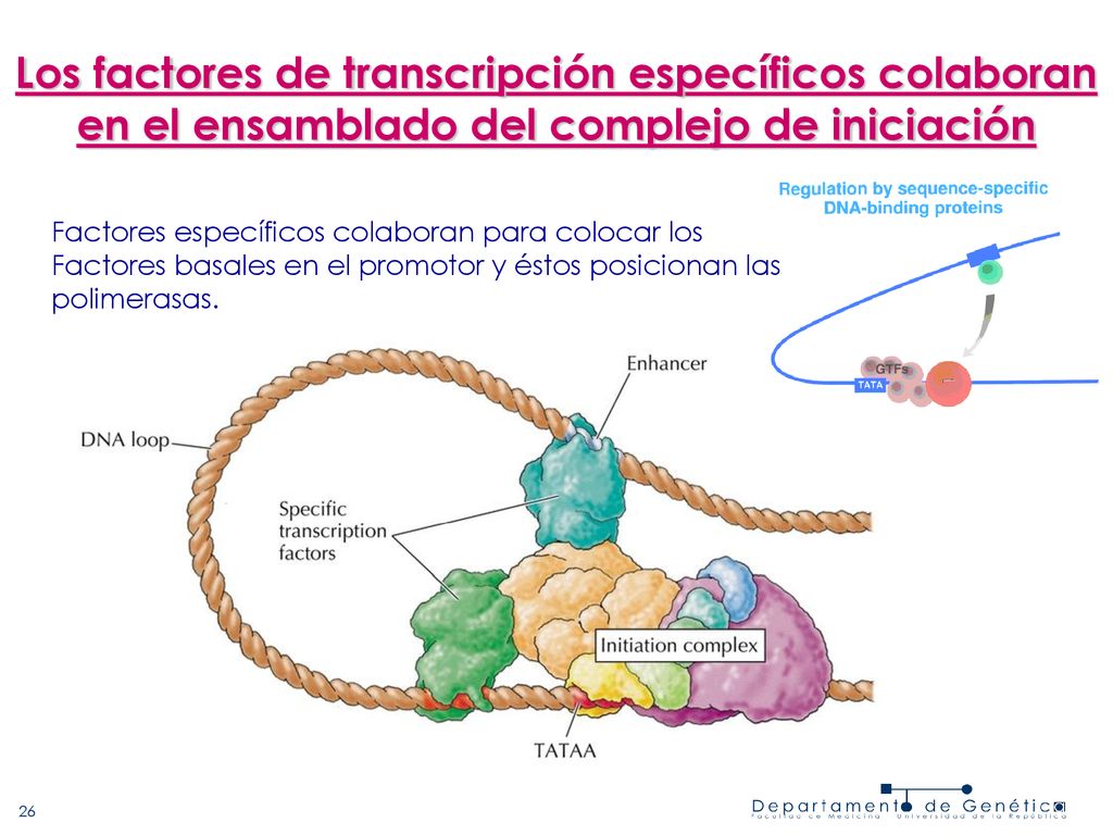 Los factores de transcripción específicos colaboran en el ensamblado del complejo de iniciación