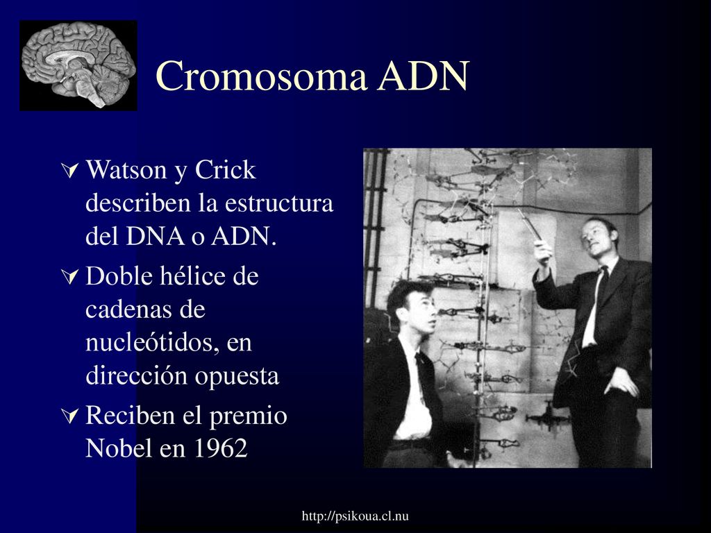 Cromosoma ADN Watson y Crick describen la estructura del DNA o ADN.