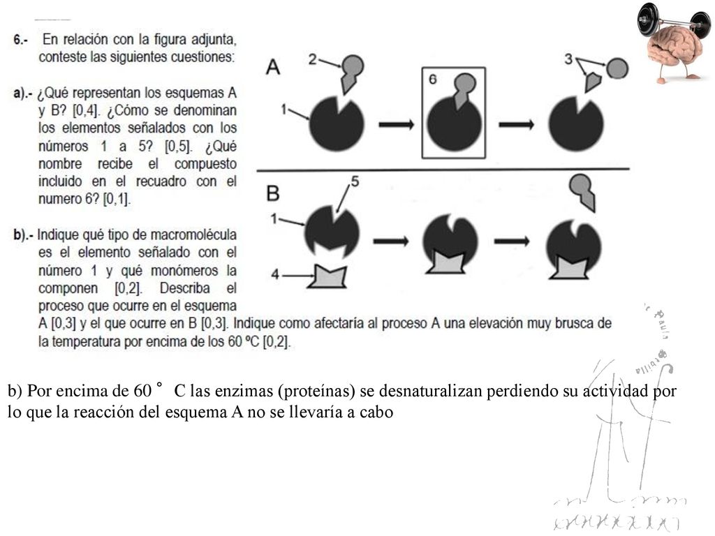 b) Por encima de 60 °C las enzimas (proteínas) se desnaturalizan perdiendo su actividad por lo que la reacción del esquema A no se llevaría a cabo