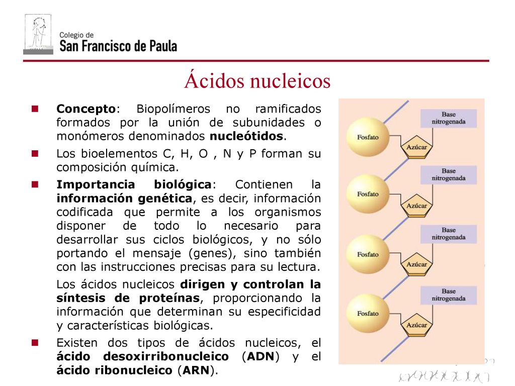 06/10/09 Ácidos nucleicos. Concepto: Biopolímeros no ramificados formados por la unión de subunidades o monómeros denominados nucleótidos.