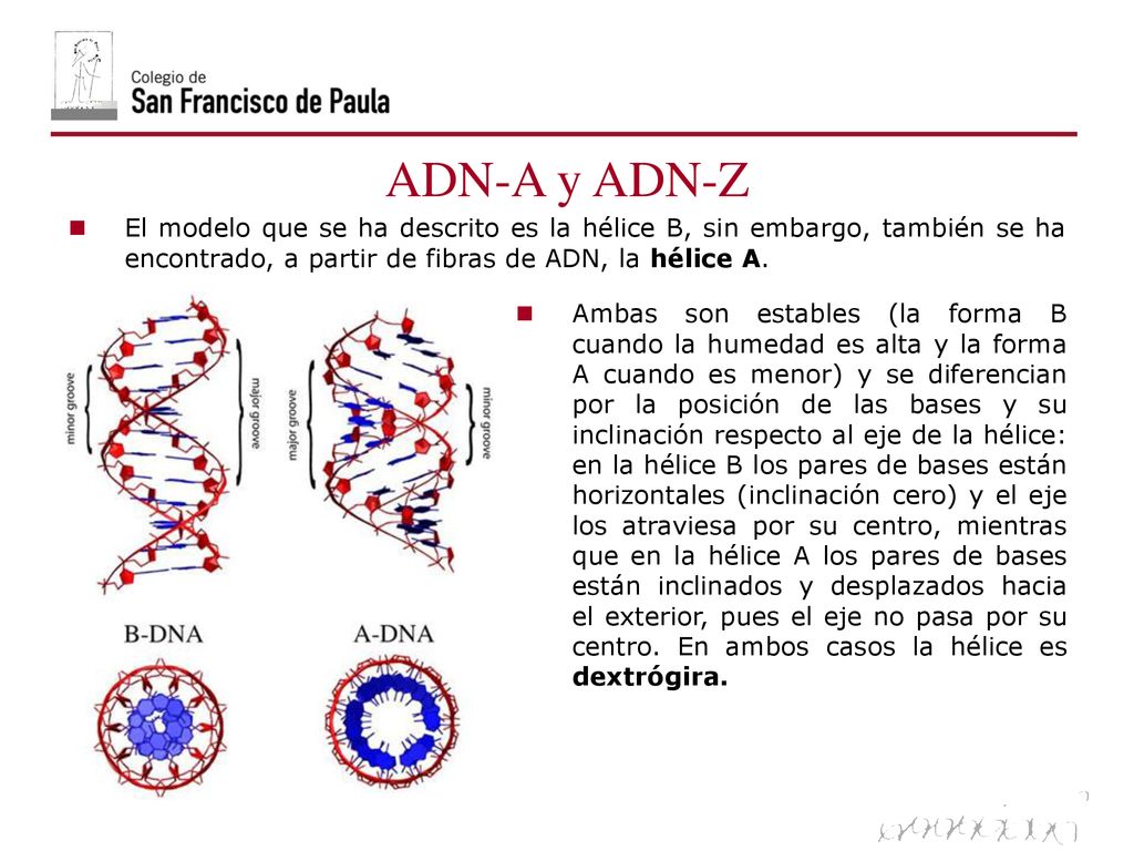 06/10/09 ADN-A y ADN-Z. El modelo que se ha descrito es la hélice B, sin embargo, también se ha encontrado, a partir de fibras de ADN, la hélice A.