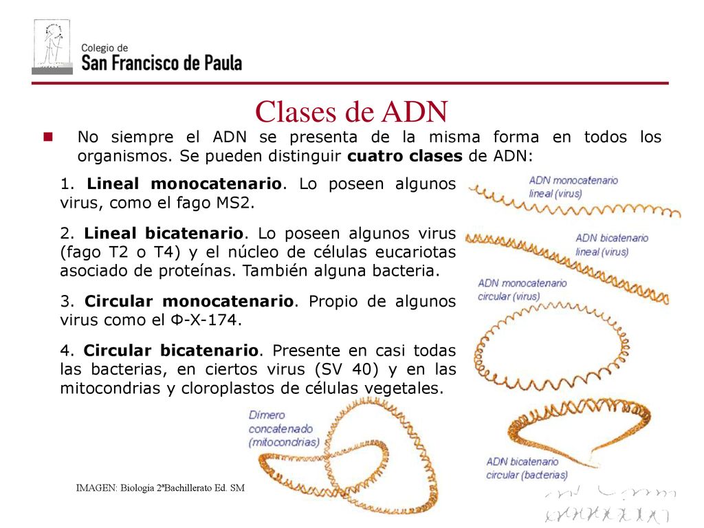 06/10/09 Clases de ADN. No siempre el ADN se presenta de la misma forma en todos los organismos. Se pueden distinguir cuatro clases de ADN: