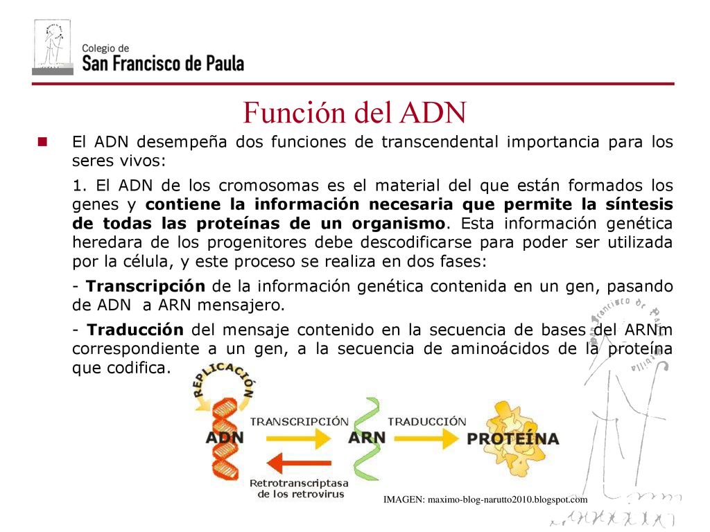 06/10/09 Función del ADN. El ADN desempeña dos funciones de transcendental importancia para los seres vivos: