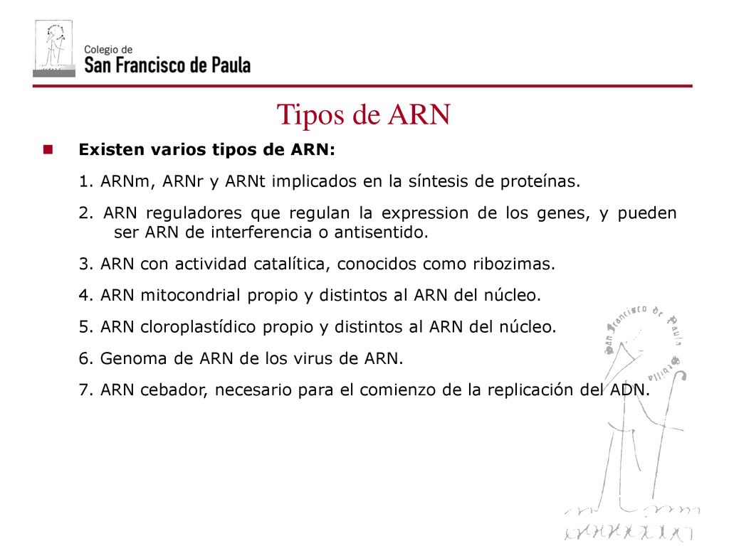 Tipos de ARN Existen varios tipos de ARN: