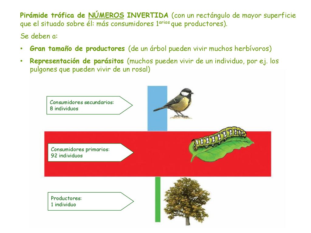 Pirámide trófica de NÚMEROS INVERTIDA (con un rectángulo de mayor superficie que el situado sobre él: más consumidores 1arios que productores).