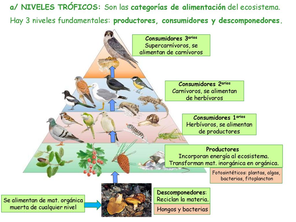 a/ NIVELES TRÓFICOS: Son las categorías de alimentación del ecosistema.