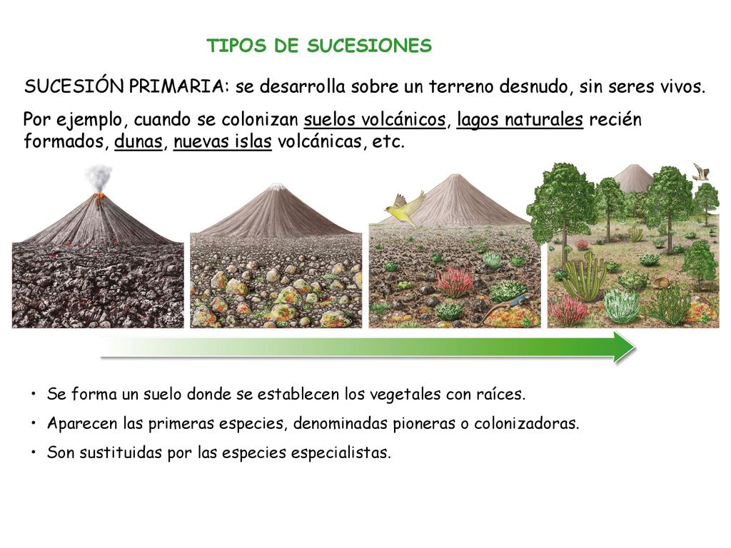 TIPOS DE SUCESIONES SUCESIÓN PRIMARIA: se desarrolla sobre un terreno desnudo, sin seres vivos.