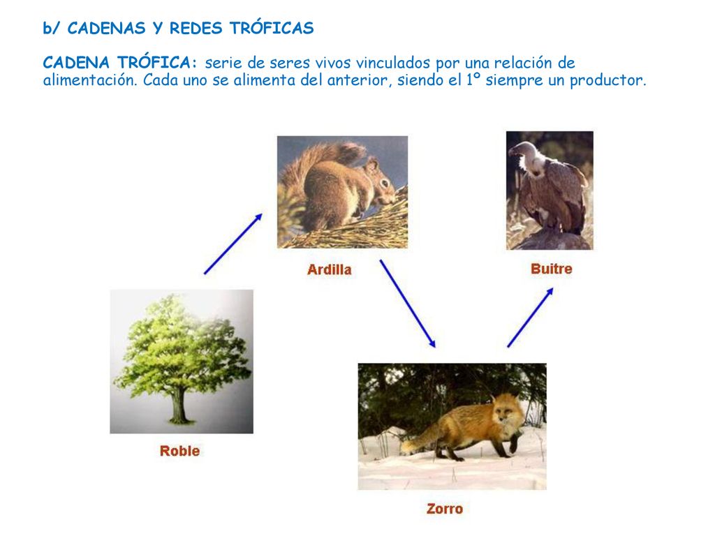 b/ CADENAS Y REDES TRÓFICAS CADENA TRÓFICA: serie de seres vivos vinculados por una relación de alimentación.