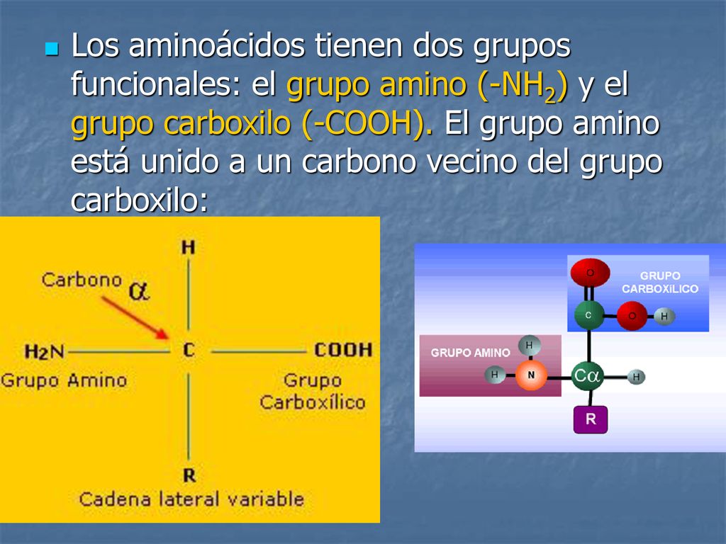 Los aminoácidos tienen dos grupos funcionales: el grupo amino (-NH2) y el grupo carboxilo (-COOH).