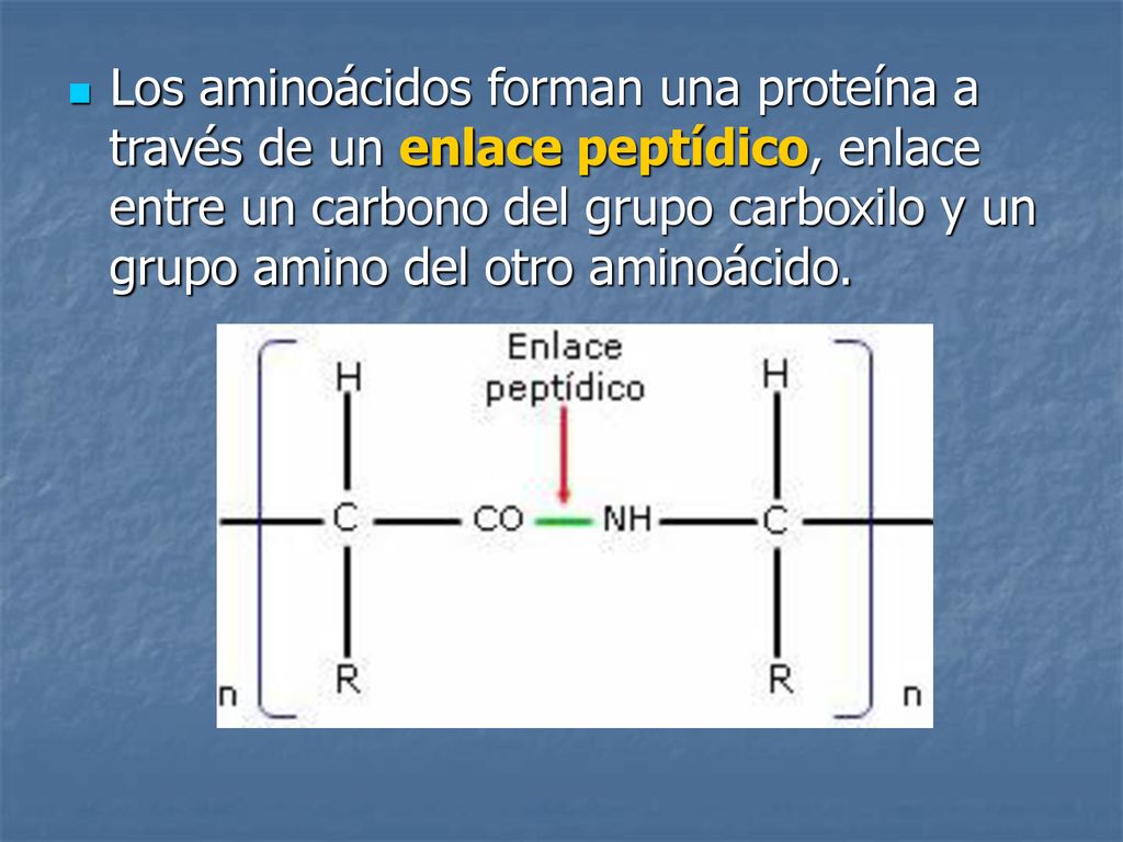 Los aminoácidos forman una proteína a través de un enlace peptídico, enlace entre un carbono del grupo carboxilo y un grupo amino del otro aminoácido.