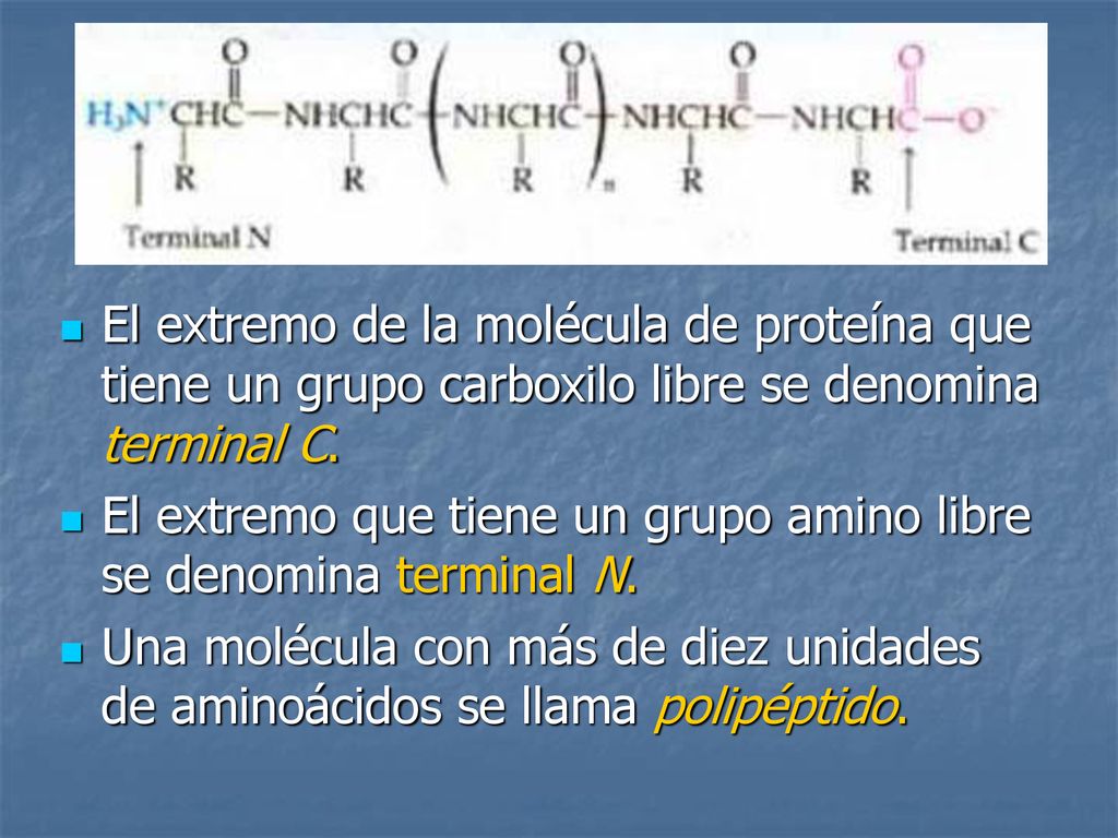 El extremo de la molécula de proteína que tiene un grupo carboxilo libre se denomina terminal C.