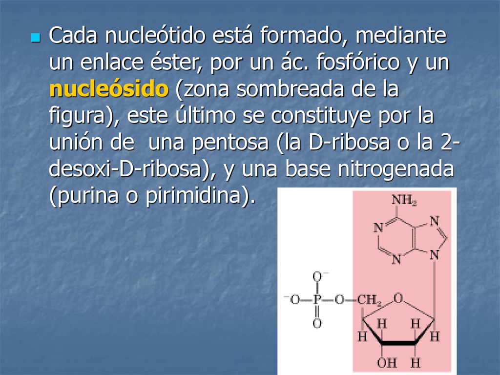 Cada nucleótido está formado, mediante un enlace éster, por un ác