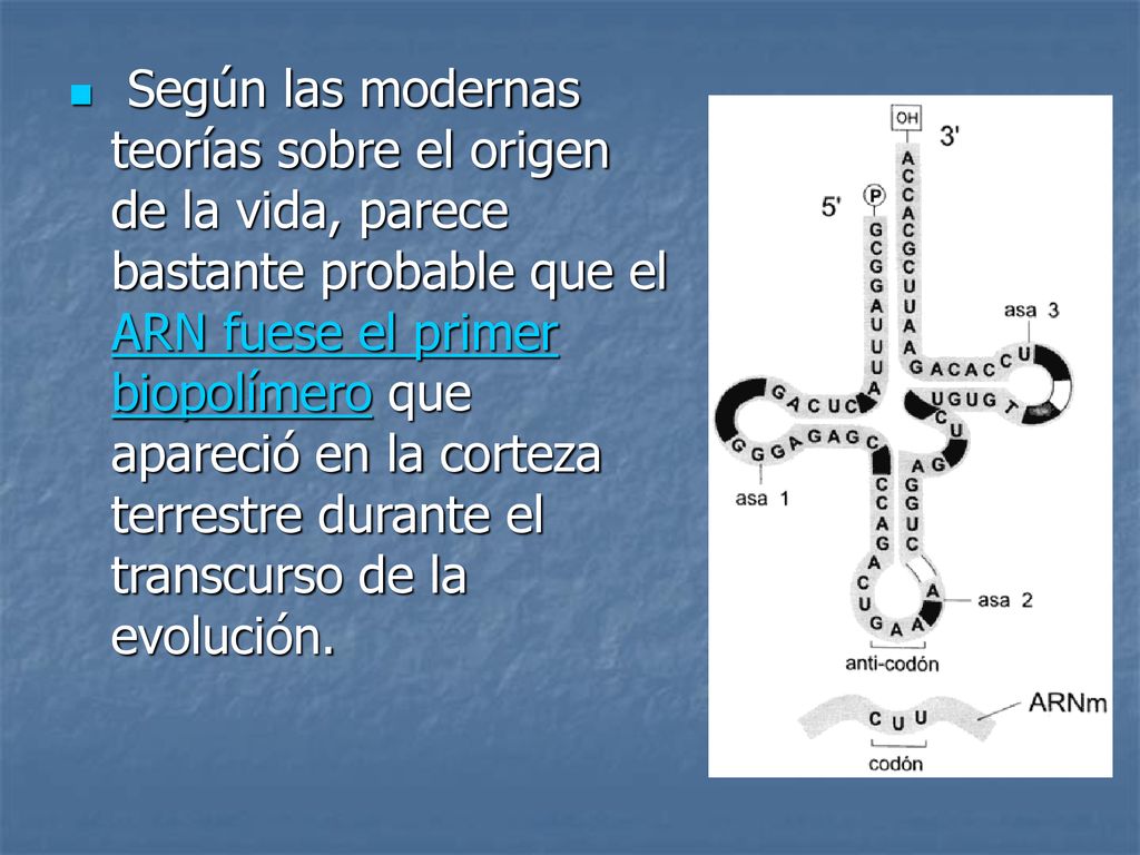 Según las modernas teorías sobre el origen de la vida, parece bastante probable que el ARN fuese el primer biopolímero que apareció en la corteza terrestre durante el transcurso de la evolución.