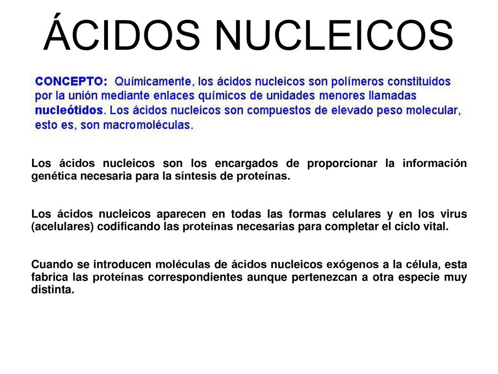 ÁCIDOS NUCLEICOS Los ácidos nucleicos son los encargados de proporcionar la información genética necesaria para la síntesis de proteínas.