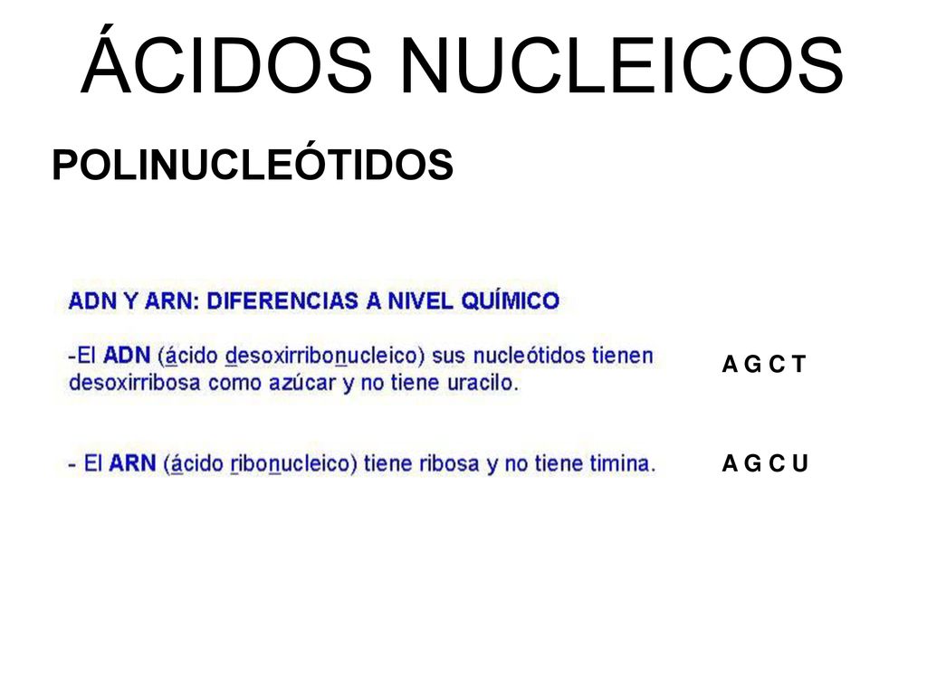 ÁCIDOS NUCLEICOS POLINUCLEÓTIDOS A G C T A G C U