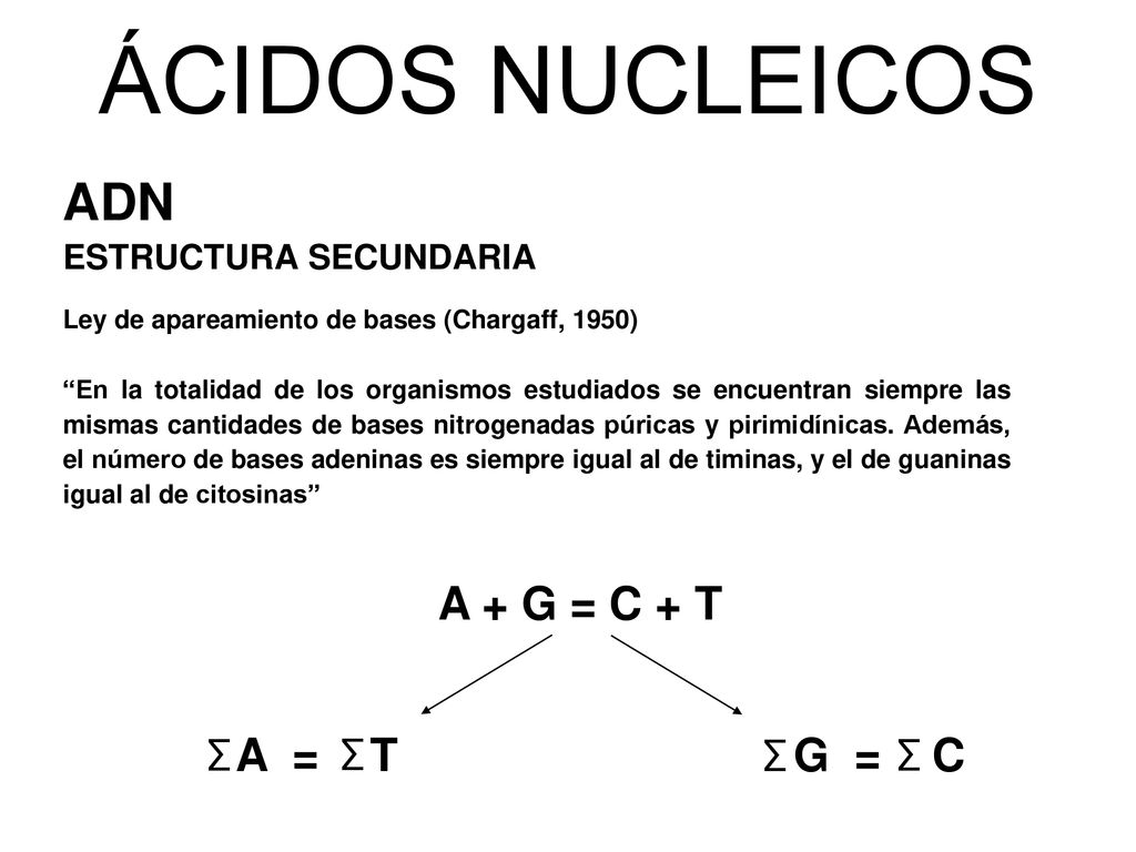 ÁCIDOS NUCLEICOS ADN A + G = C + T A = T G = C ESTRUCTURA SECUNDARIA ∑