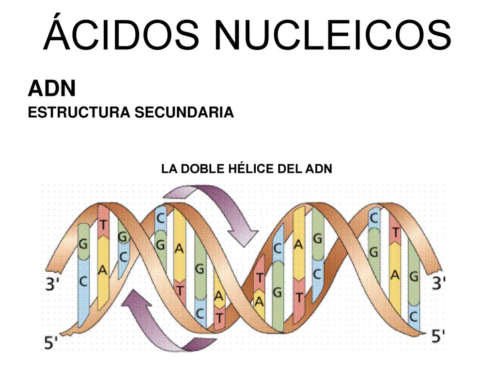 ÁCIDOS NUCLEICOS ADN ESTRUCTURA SECUNDARIA LA DOBLE HÉLICE DEL ADN