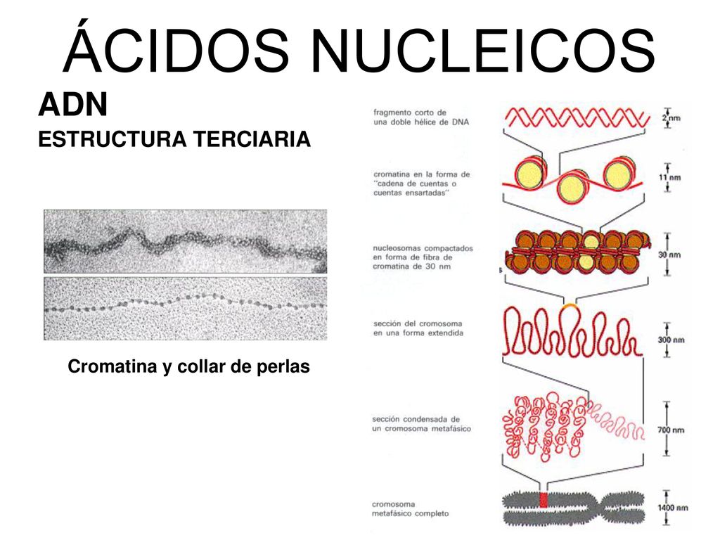 ÁCIDOS NUCLEICOS ADN ESTRUCTURA TERCIARIA Cromatina y collar de perlas