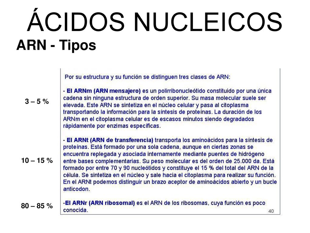ÁCIDOS NUCLEICOS ARN - Tipos 3 – 5 % 10 – 15 % 80 – 85 %