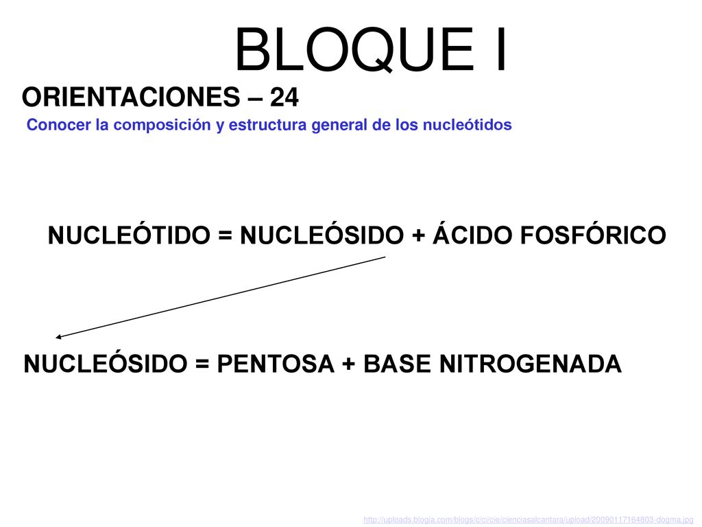 BLOQUE I ORIENTACIONES – 24 NUCLEÓTIDO = NUCLEÓSIDO + ÁCIDO FOSFÓRICO
