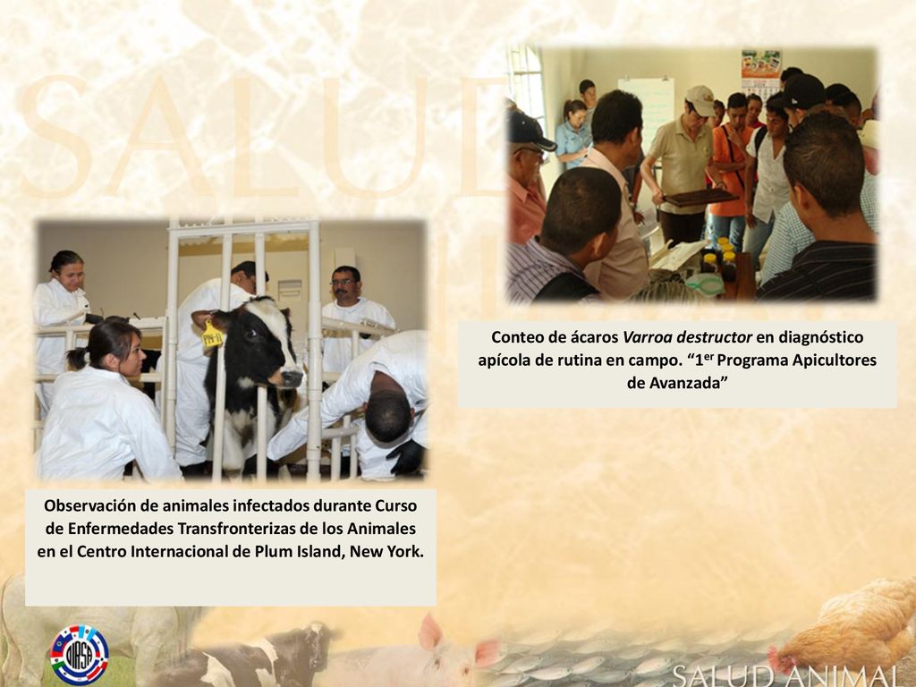 Conteo de ácaros Varroa destructor en diagnóstico apícola de rutina en campo. 1er Programa Apicultores de Avanzada