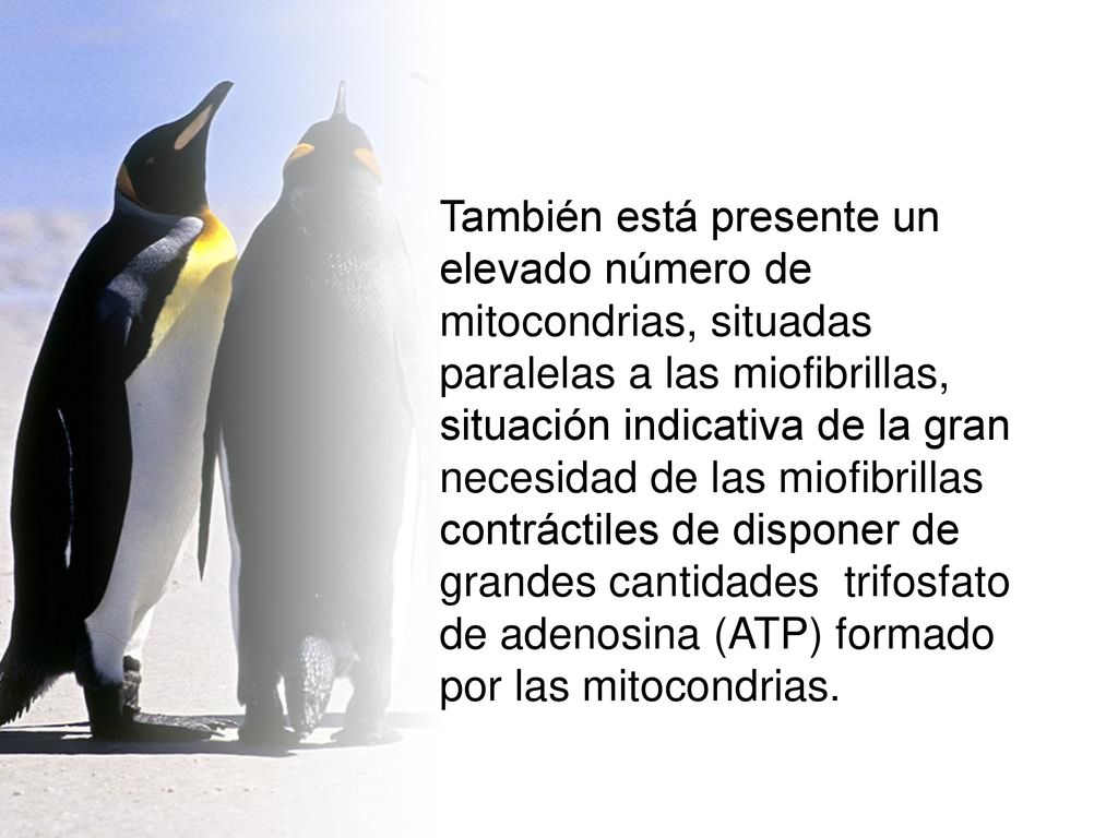 También está presente un elevado número de mitocondrias, situadas paralelas a las miofibrillas, situación indicativa de la gran necesidad de las miofibrillas contráctiles de disponer de grandes cantidades trifosfato de adenosina (ATP) formado por las mitocondrias.