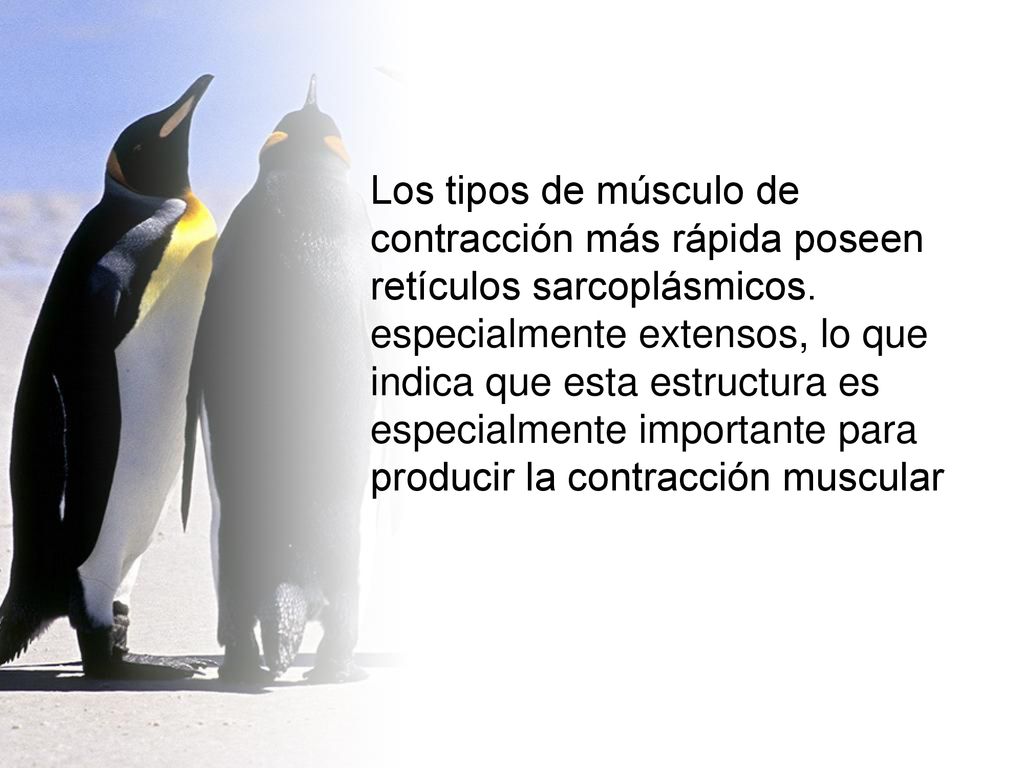 Los tipos de músculo de contracción más rápida poseen retículos sarcoplásmicos.