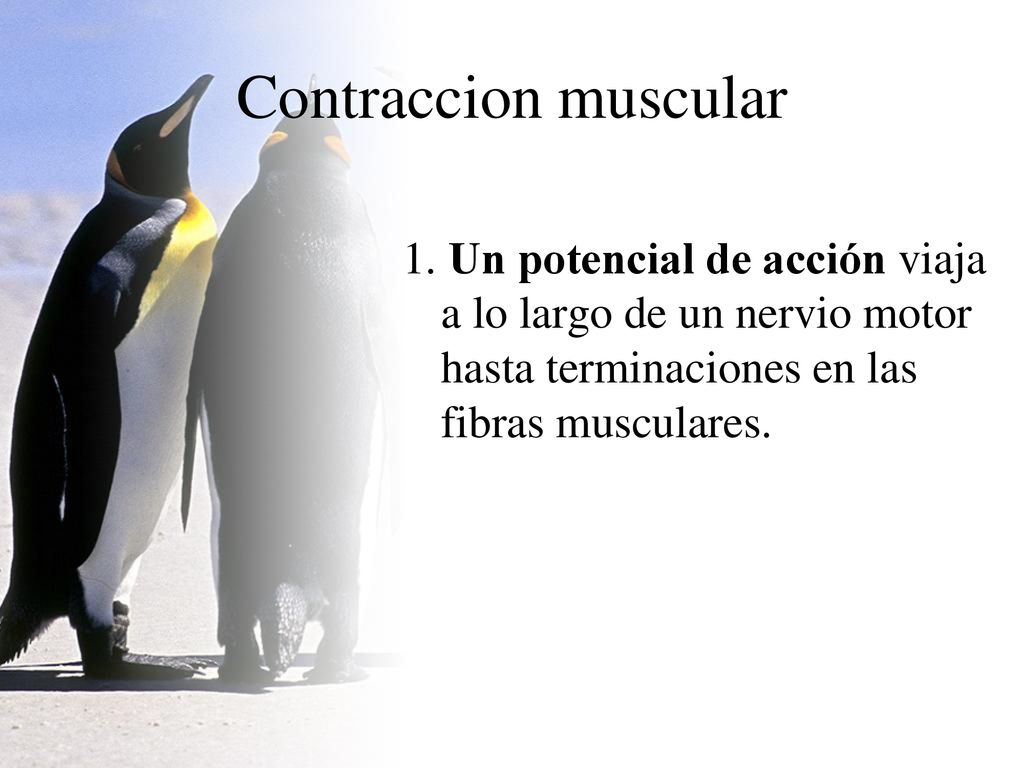 Contraccion muscular 1. Un potencial de acción viaja a lo largo de un nervio motor hasta terminaciones en las fibras musculares.