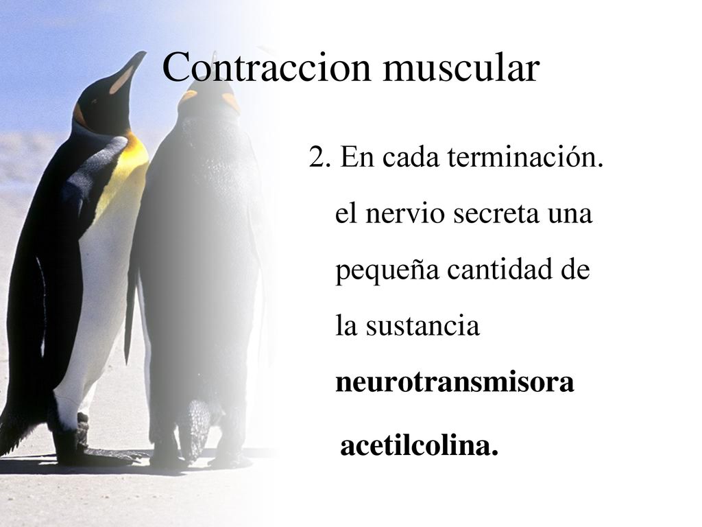 Contraccion muscular 2. En cada terminación. el nervio secreta una pequeña cantidad de la sustancia neurotransmisora.
