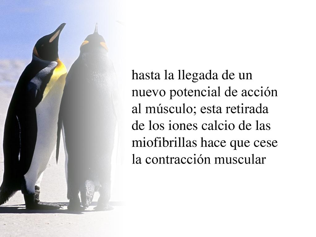 hasta la llegada de un nuevo potencial de acción al músculo; esta retirada de los iones calcio de las miofibrillas hace que cese la contracción muscular