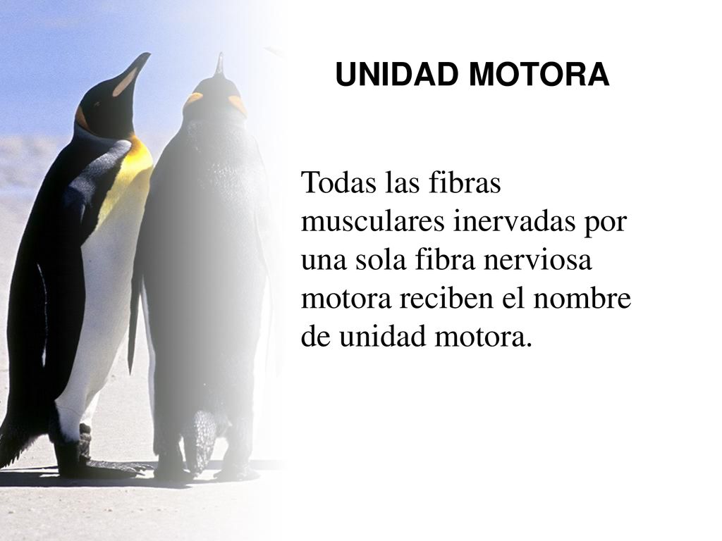 UNIDAD MOTORA Todas las fibras musculares inervadas por una sola fibra nerviosa motora reciben el nombre de unidad motora.